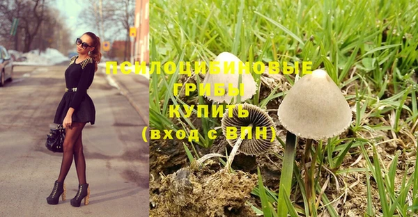 индика Богданович