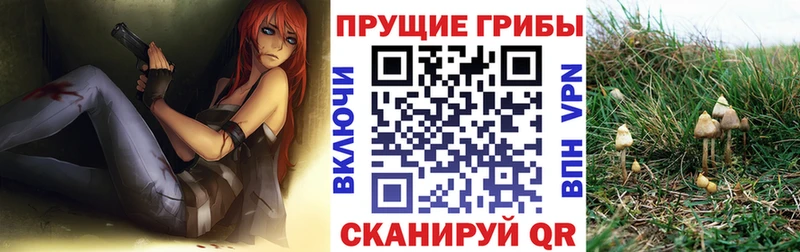 где найти   Тогучин  Псилоцибиновые грибы ЛСД 